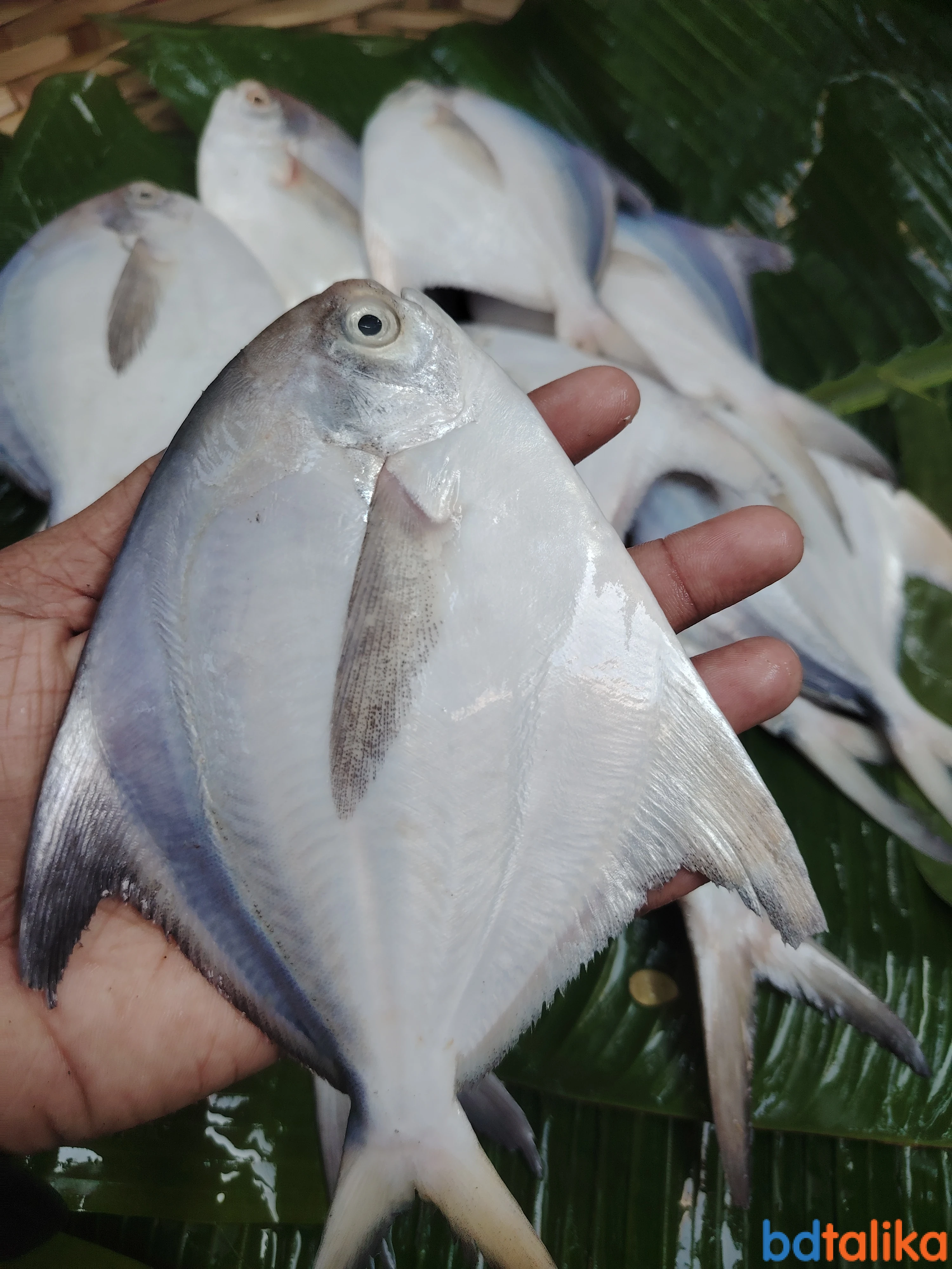 Fish Carnival – Fresh Fish & Prawns Delivery in BD